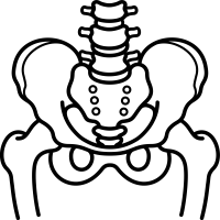 Hip Joint